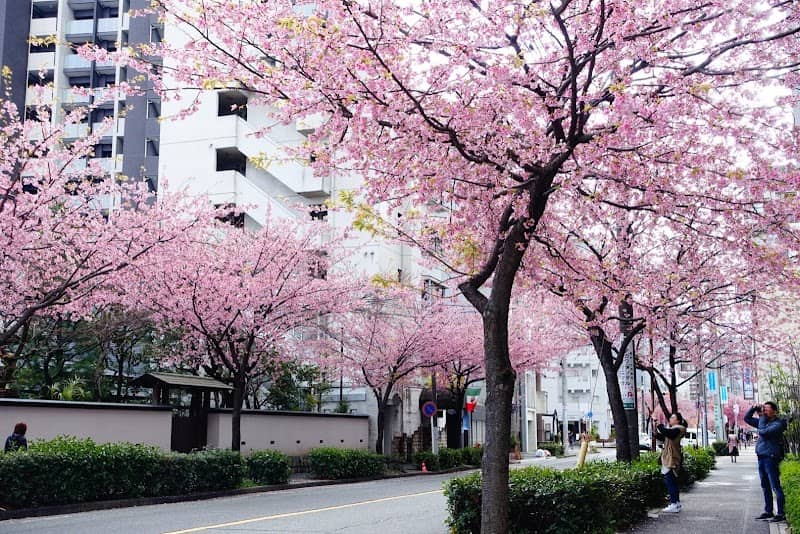 Ōkanzakura Cherry Blossom Street - Image 2
