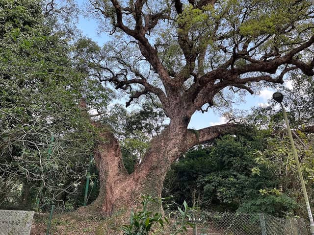 Giant Camphor Tree - Image 1