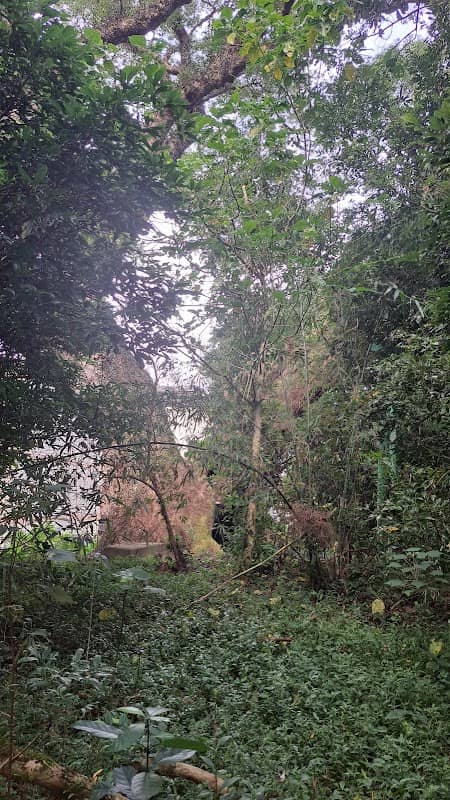 Giant Camphor Tree - Image 2