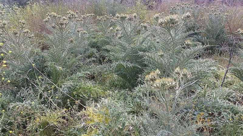 Calico Canyon - Image 2