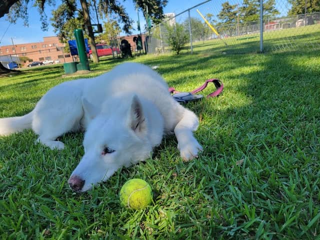 DeRidder Dog Park - Image 1