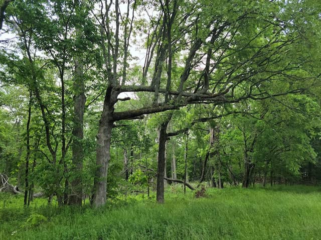Posen Woods - Image 2