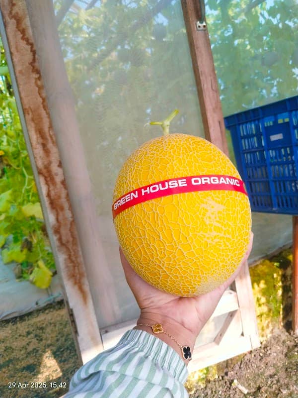 Greenhouse Jenu (House of Melon) - Image 1