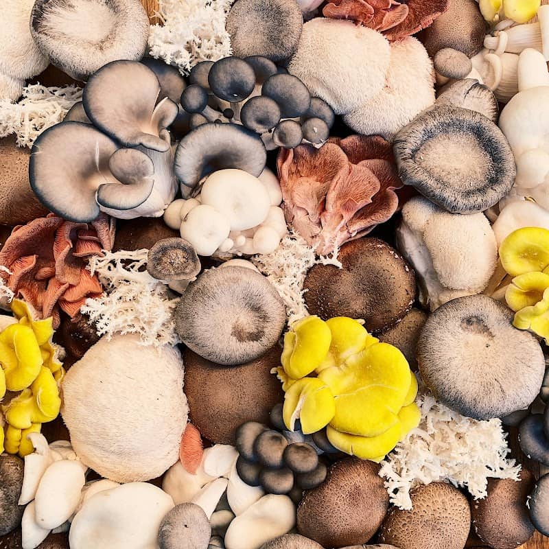 The Enchanted Mushroom Festival - Image 1