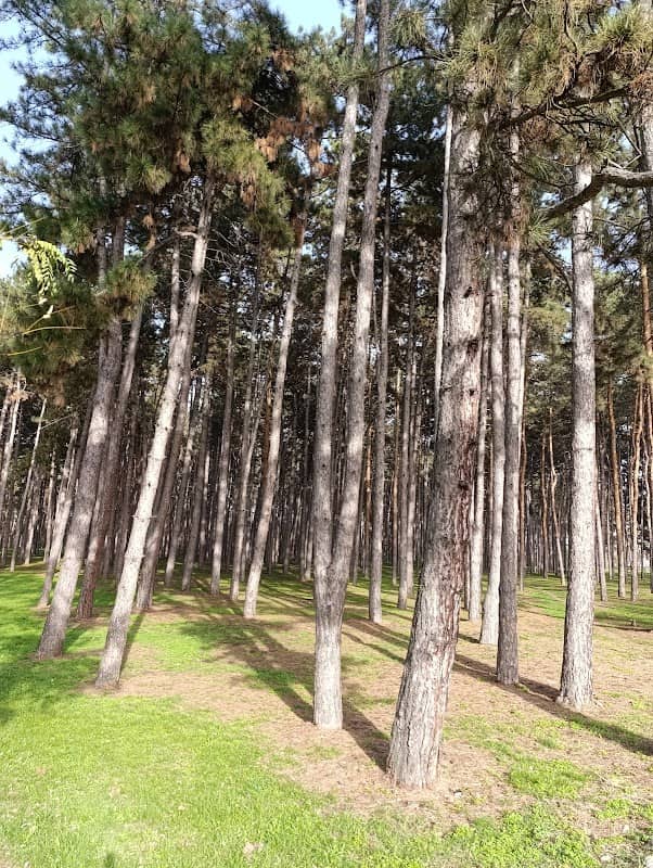 Letnjikovačka Kosa - Image 1