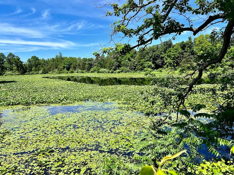 Pisgah Marsh Boardwalk - Image 1