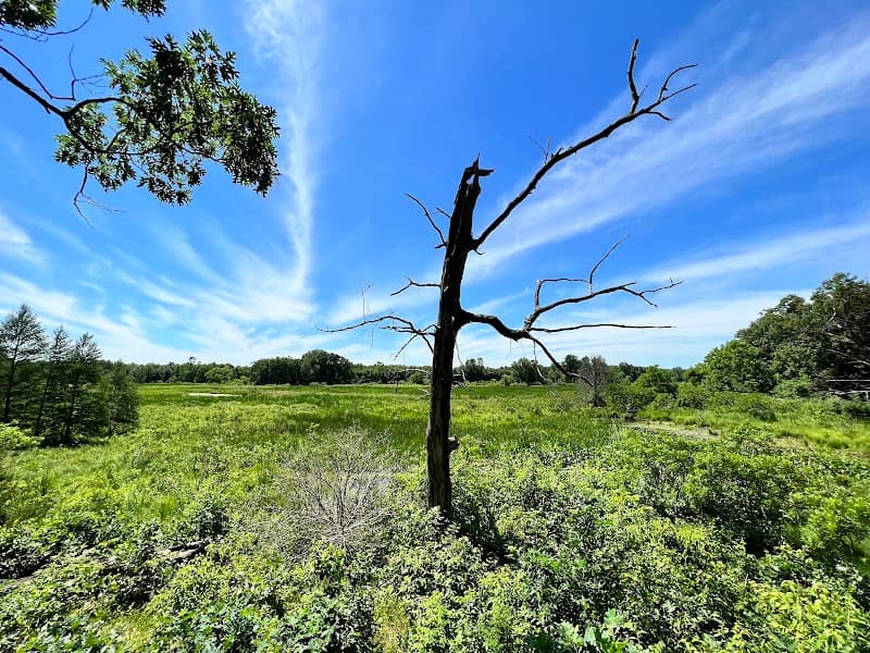 Pisgah Marsh Boardwalk - Image 2