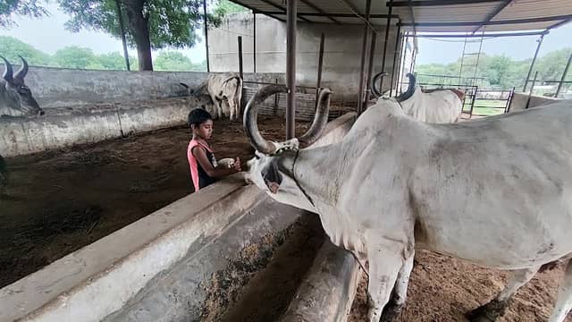 Gau Gram - Image 1
