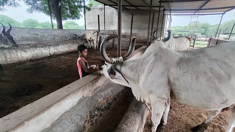 Gau Gram - Image 1