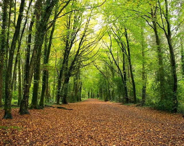 Togher Woods - Image 1