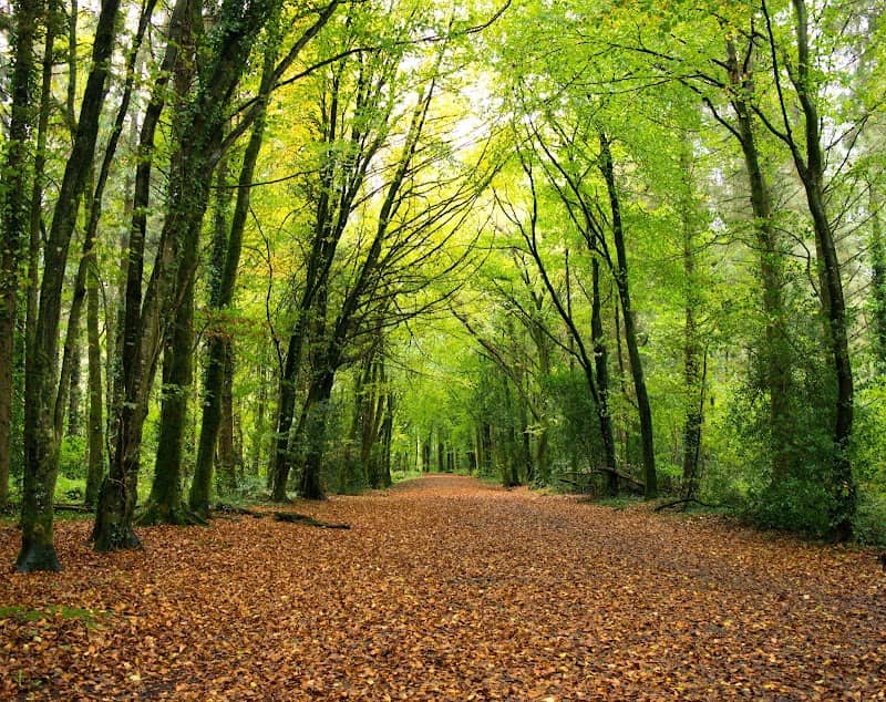 Togher Woods - Image 1