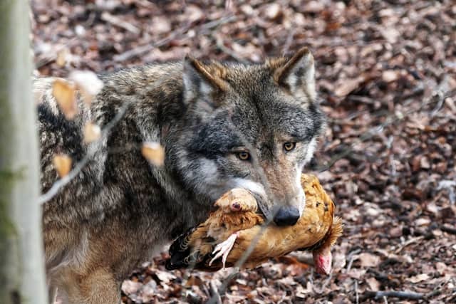 Eurasian wolf - Image 2