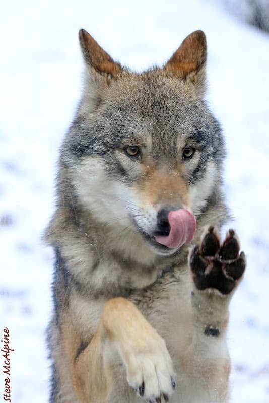 Eurasian wolf - Image 1