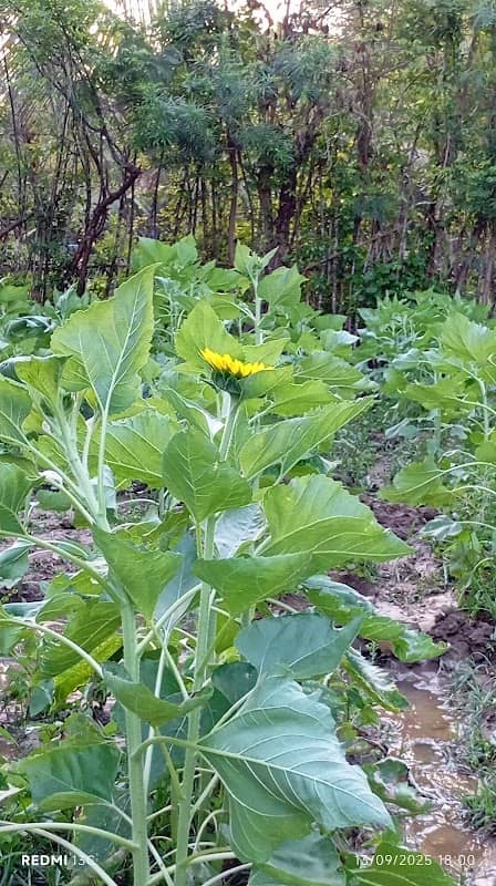 T.S SUNFLOWER GARDEN - Image 1