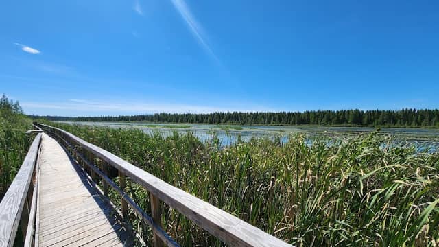 Mickey Elverum Bog Walk - Image 1