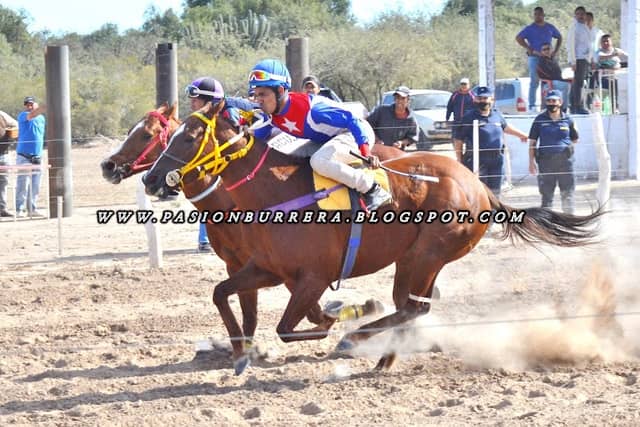 Club Hípico Don Castro - Image 1