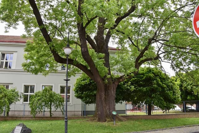 Památný strom - Fraxinus Excelsior L. - Image 1