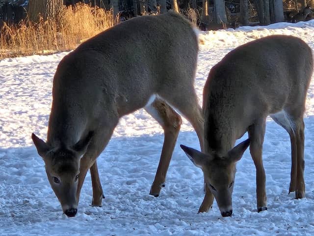 Power's Deer Farm - Image 1