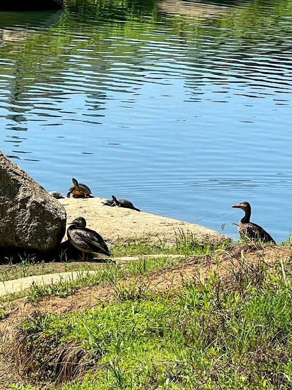 Westmoreland Park - Image 1