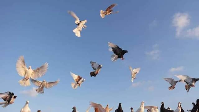 سوق الجمعه_بالمثلث - Image 1