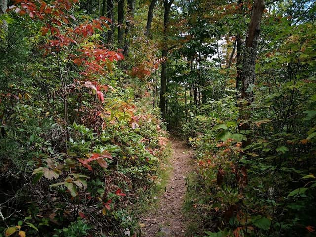 Peters Mountain Wilderness - Image 1