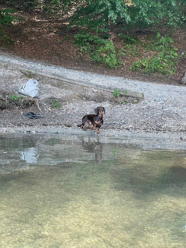 Hunde Badezone Keutschacher See - Image 1