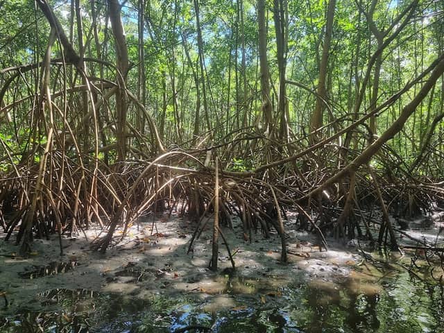 La mangrove de la Baie de Génipa - Image 1