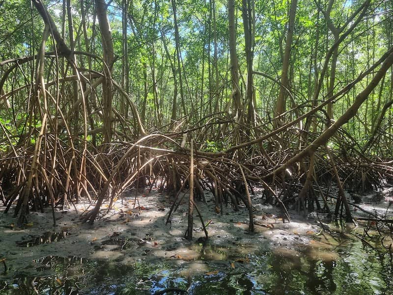 La mangrove de la Baie de Génipa - Image 1