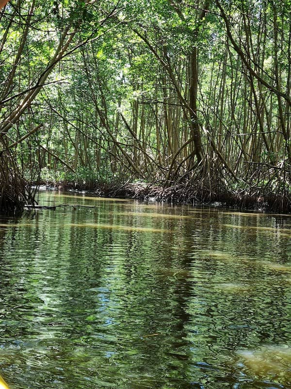 La mangrove de la Baie de Génipa - Image 2