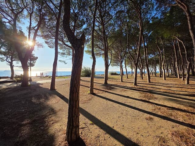Pinewood of Barcola - Image 1