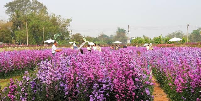 Nicha Garden - Image 2