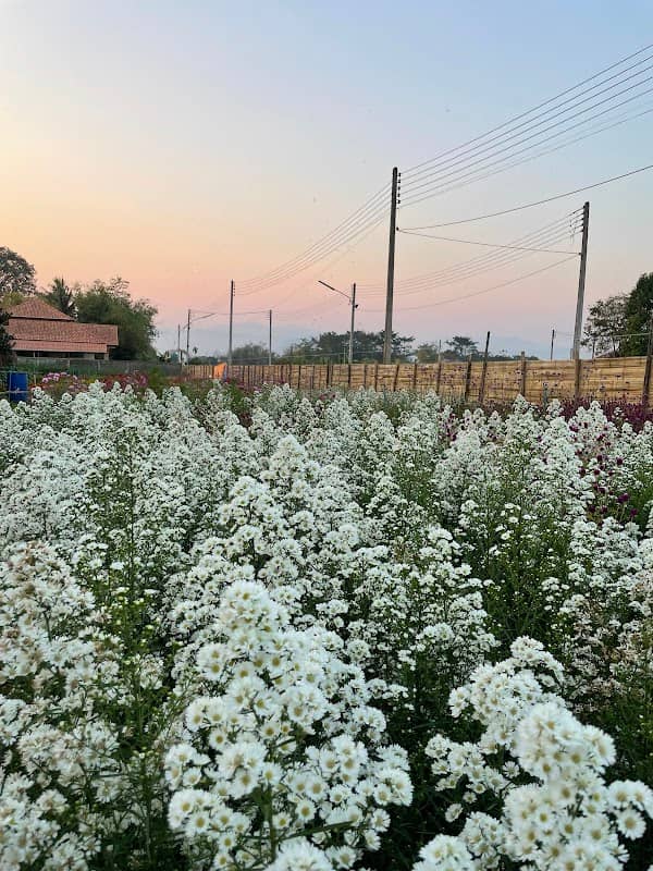 Nicha Garden - Image 1