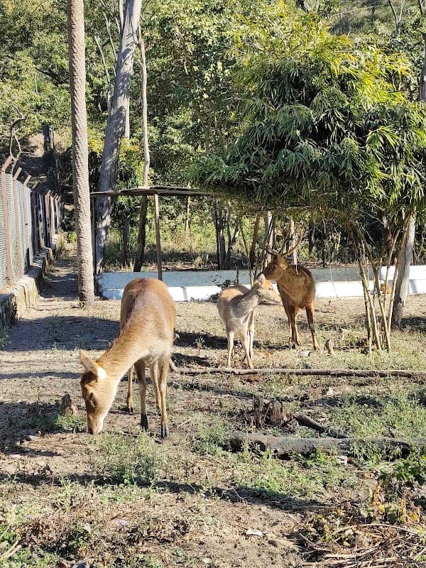 Renuka ji zoo - Image 1