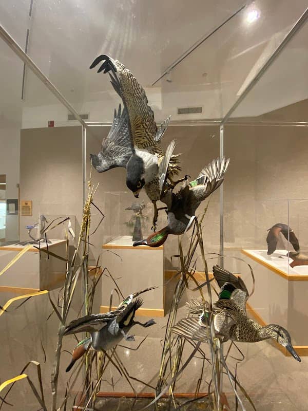 The Ward Museum of Wildfowl Art - Image 3