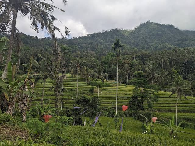 View Point on Rice Field - Image 1