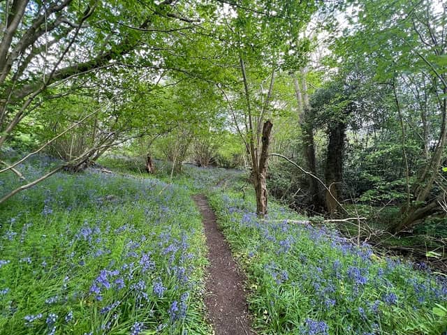 Tiger Hill - Image 1