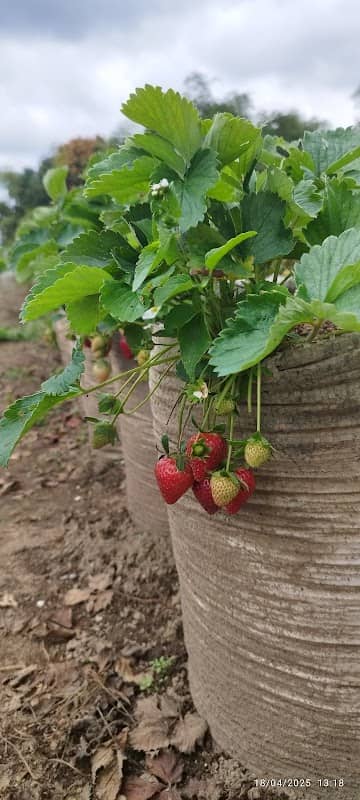 Kebun strawberry S&A Pandia - Image 2