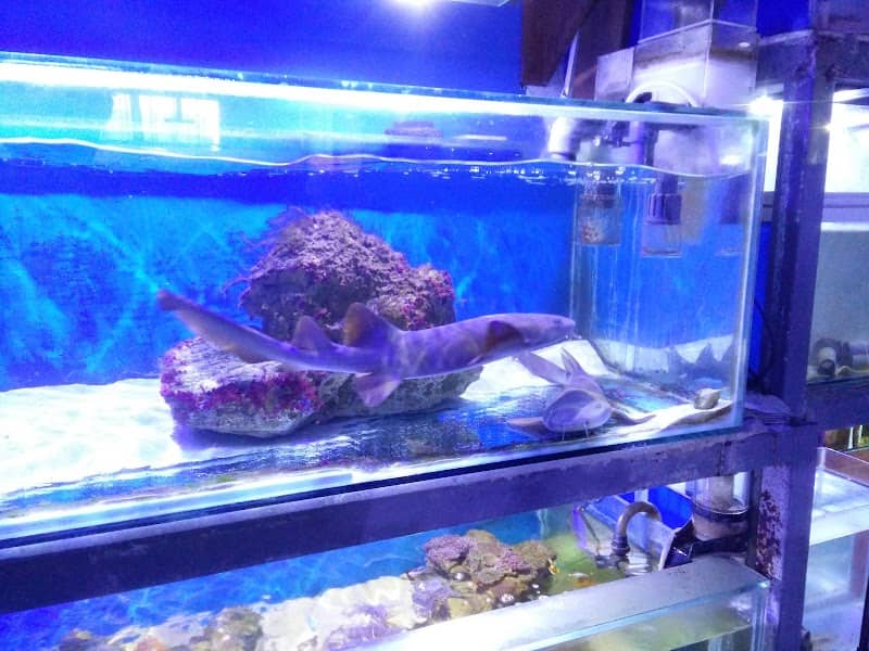 Acuario Triple A - Image 1
