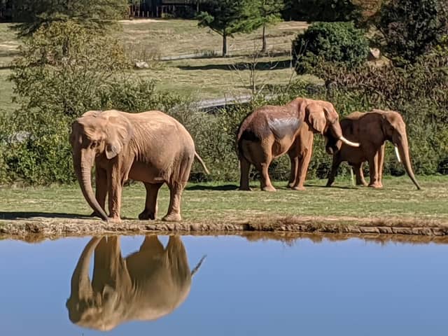 North Carolina Zoo - Image 1