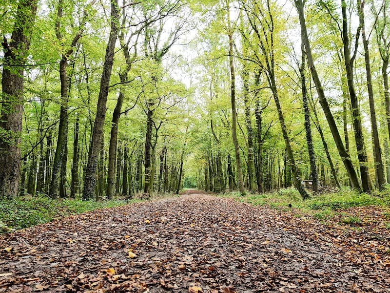 Geithewald - Image 1