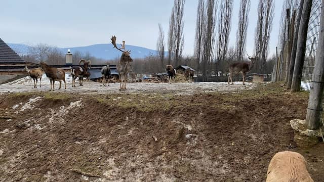 Zvernica - obora - Image 1
