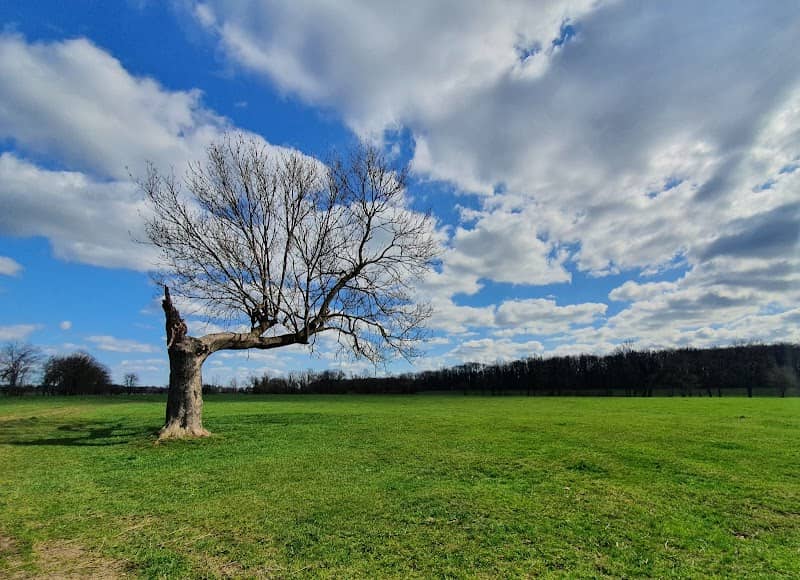 The Ehle Tree - Image 2