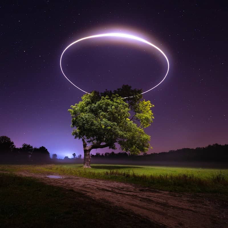 The Ehle Tree - Image 3
