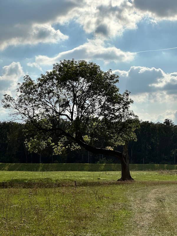 The Ehle Tree - Image 1