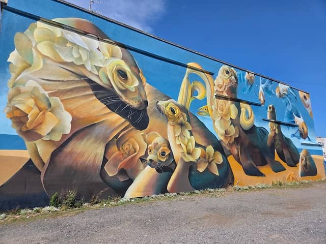Street art in WSM - Seals - Image 1