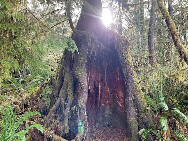 Big Spruce Trailhead - Image 3
