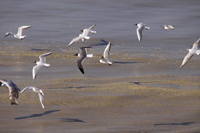 Dungeness Bird Observatory - Image 1