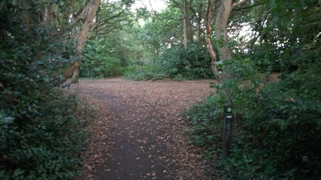 Hersall common woodland - Image 1