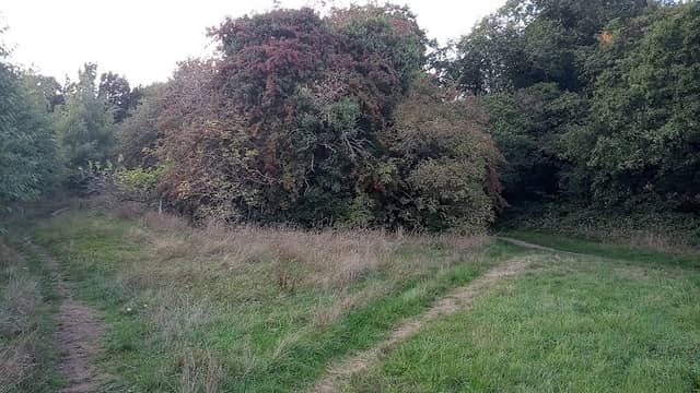 Hersall common woodland - Image 2