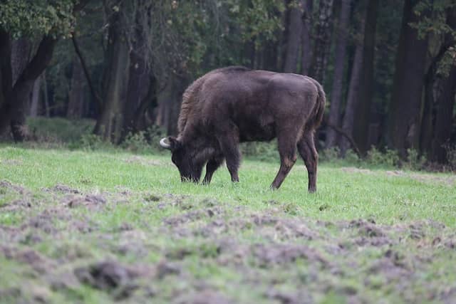 Reserve "Żubrowisko" Jankowice - Image 1